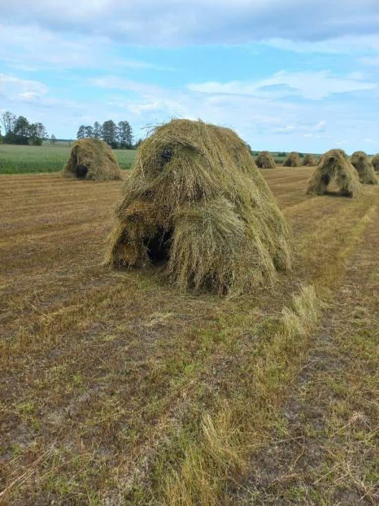Rumianek znika z pól gminy Podedwórze. Zostało kilku rolników 2 809373363_1590941405919276_2386908255654219975_n.jpg