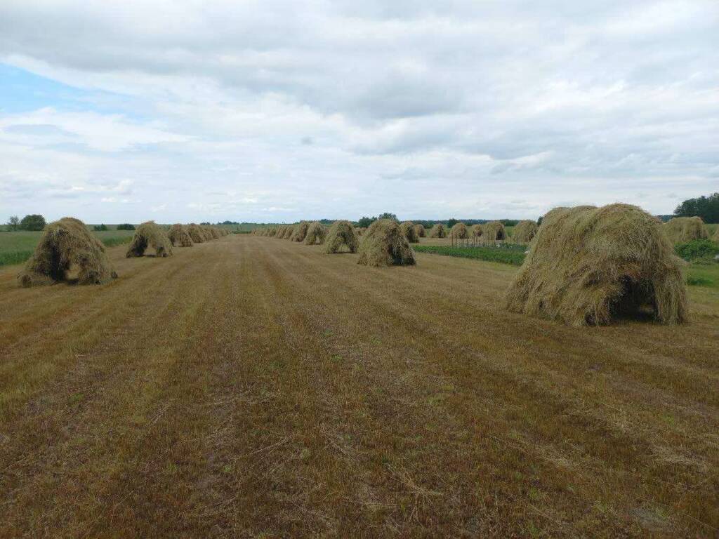 Rumianek znika z pól gminy Podedwórze. Zostało kilku rolników 2 EAttachments9752663557ad5d77aad66d046421aaafa1053d9 xl