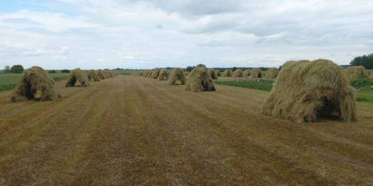 Rumianek znika z pól gminy Podedwórze. Zostało kilku rolników 1 EAttachments9752663557ad5d77aad66d046421aaafa1053d9 xl