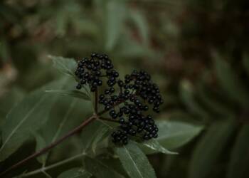 19.09.2026 Poradnik działkowca - czarny bez i aronia 2 EAttachments9756640cc216f32534576b55bb5b16388be2828 xl