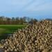 28.09.2026 Agrobiznes - o kampaniach cukrowniczych 10 EAttachments9773632244a1e8eb693f48abbc8dab48d5f7b23 xl