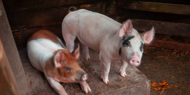 01.10.2026 Agrobiznes - wsparcie dla producentów trzody chlewnej 1 EAttachments9781017272b2bc9b53b3f6405ca7289e6f0b28b xl