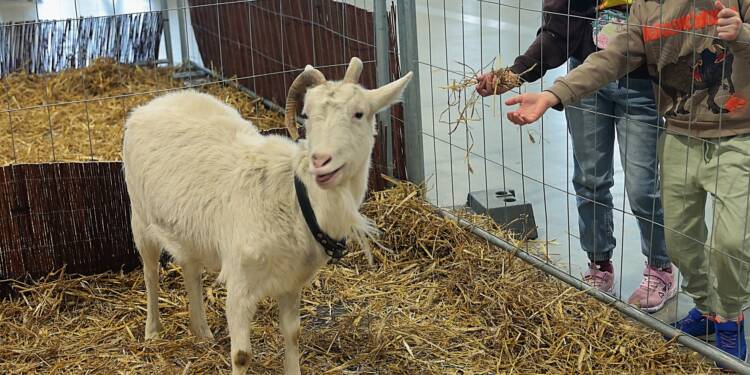 Zoopark: zwierzęta z całego świata na wystawie w Lublinie 1 EAttachments93911606fb8ebfa7304d9ff30498fc90f28c97d