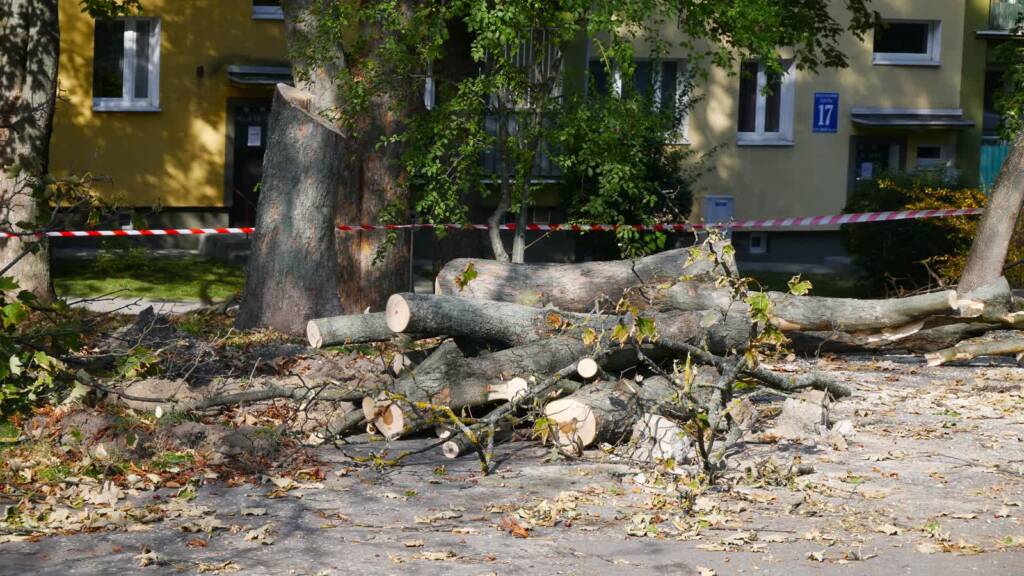 Wycinka drzew pod parking w Lublinie. Mieszkańcy protestują, prace wstrzymano 3 EAttachments97941033c30c9a99658e778d76bf1e1a97a66e8 xl