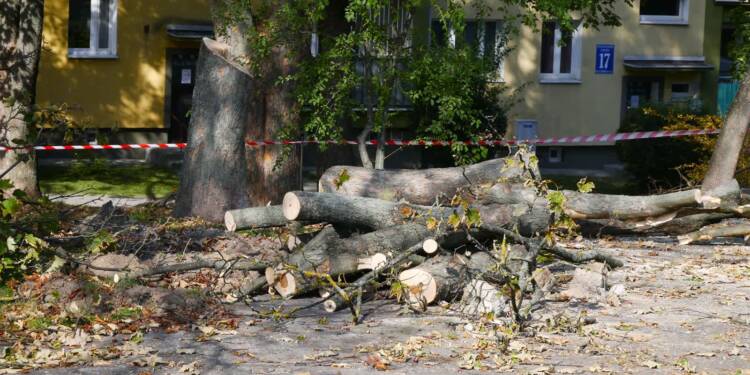 Parking czy drzewa? Spór o wycinkę przy ulicy Skautów w Lublinie 1 EAttachments97941033c30c9a99658e778d76bf1e1a97a66e8 xl 2