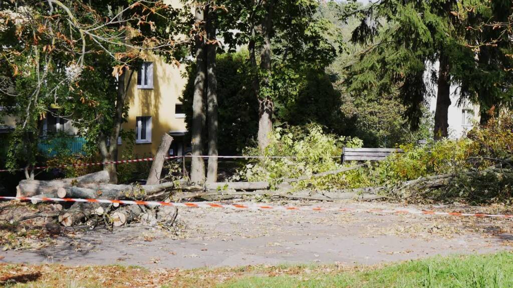 Czy wycinka była potrzebna? Spór wokół budowy parkingu 4 EAttachments979410353e368f6819dea89360235cac4c8adfb xl