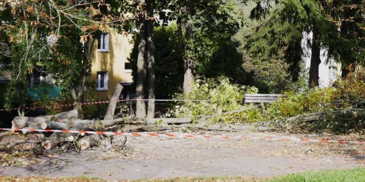 Czy wycinka była potrzebna? Spór wokół budowy parkingu 1 EAttachments979410353e368f6819dea89360235cac4c8adfb xl