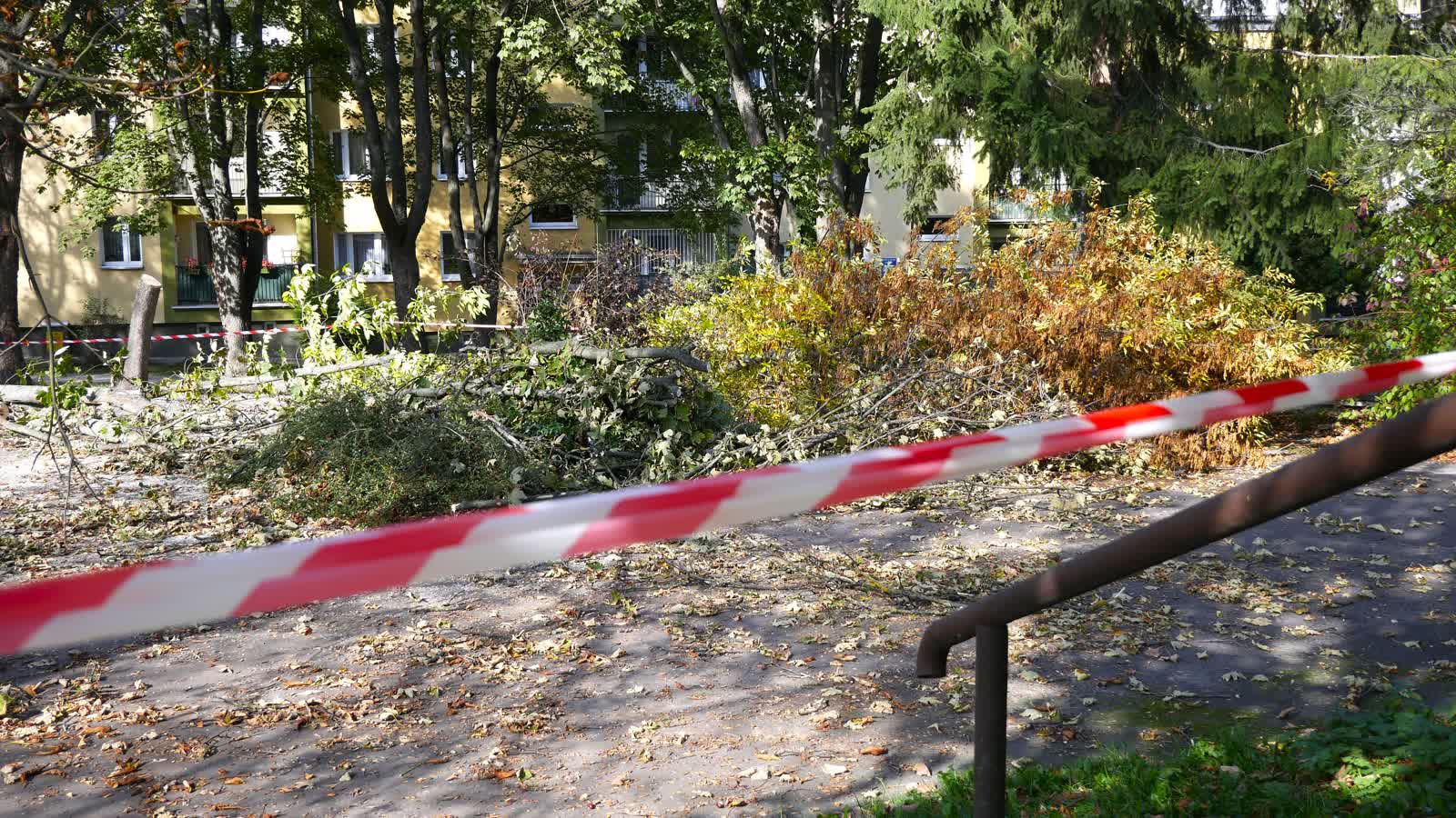 Wycinka drzew pod parking w Lublinie. Mieszkańcy protestują, prace wstrzymano 3 _1260211.JPG
