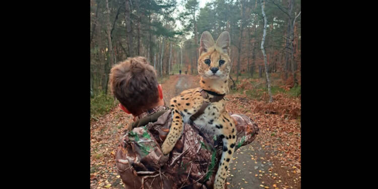 Egzotyczny kot błąka się po lasach Lubelszczyzny. Właściciel szuka serwala 1 EAttachments9795924fe9df3e84c4a5f4961b79764130a8038 xl