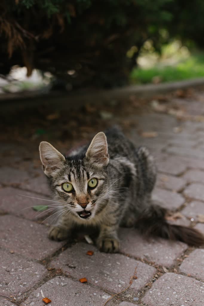 pexels-anna-astakhova-75707674-13924544.jpg