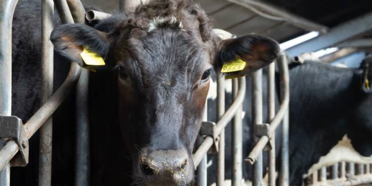12.10.2026 Agrobiznes - system IRZplus 1 EAttachments9802355025058c14767989d34db96d556bc0947 xl