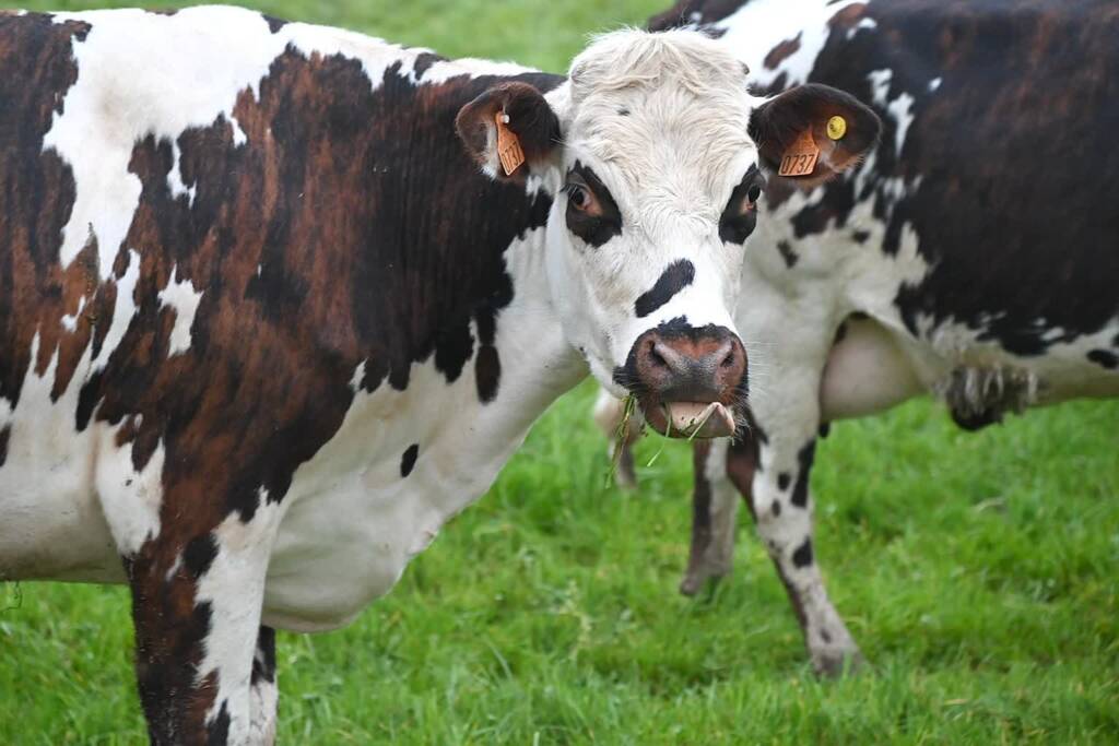 13.10.2026 Agrobiznes - dopłaty do ubezpieczenia dla zwierząt 1 EAttachments9804452bad0c5f7a8b09caa01f461d4cd0f9a37 xl
