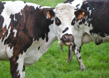 13.10.2026 Agrobiznes - dopłaty do ubezpieczenia dla zwierząt 2 EAttachments9804452bad0c5f7a8b09caa01f461d4cd0f9a37 xl