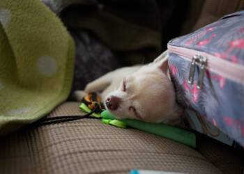 EAttachments9818486467d65bdc1a26dd3abdbb44df475e398 xl