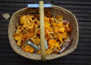 21.10.2026 Żyj zdrowo - jak bezpiecznie zbierać grzyby 2 EAttachments9820607830bb07c840190b401e74f6ed9633f17 xl