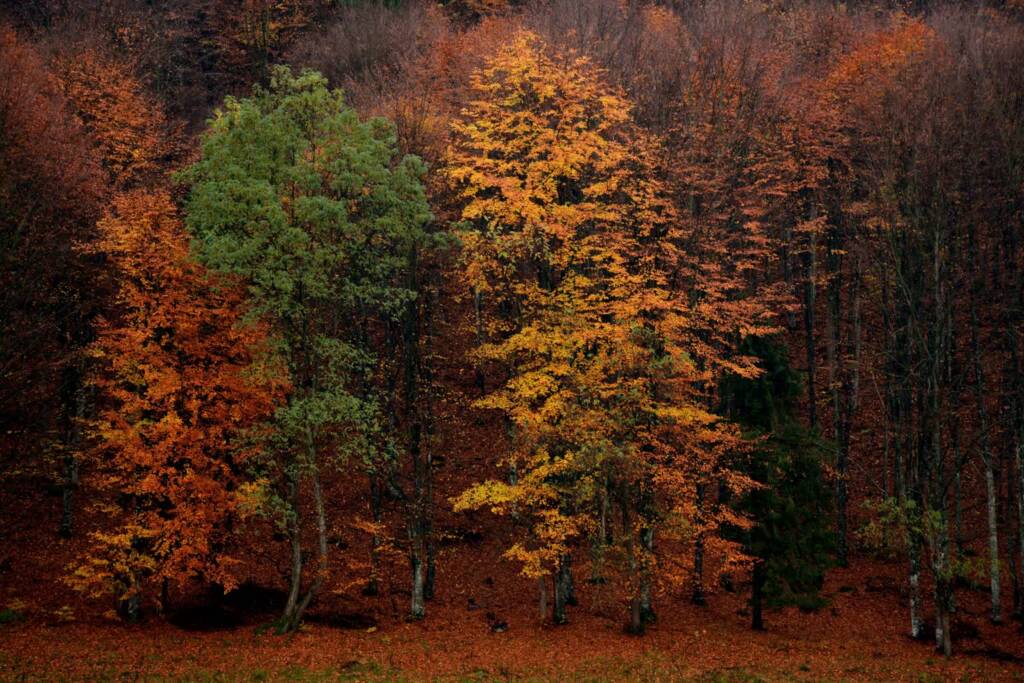 24.10.2026 Leśne wędrowanie 1 EAttachments982573689e3a06b18c343c810d9185ea02f0497 xl