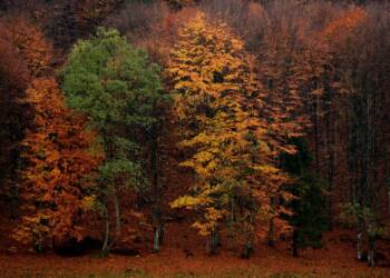 24.10.2026 Leśne wędrowanie 2 EAttachments982573689e3a06b18c343c810d9185ea02f0497 xl