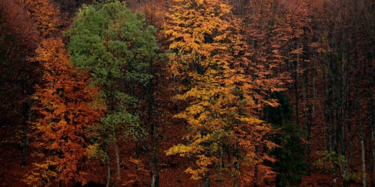 24.10.2026 Leśne wędrowanie 1 EAttachments982573689e3a06b18c343c810d9185ea02f0497 xl