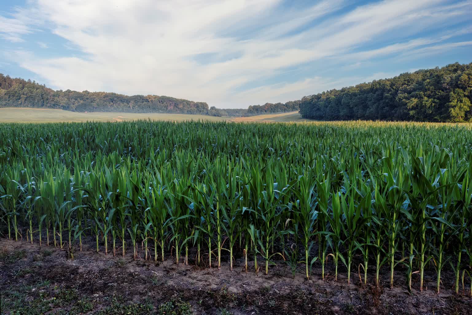 Sorgo zamiast pszenicy. Klimat zmienia oblicze rolnictwa 2 pexels-tomfisk-18720483.jpg